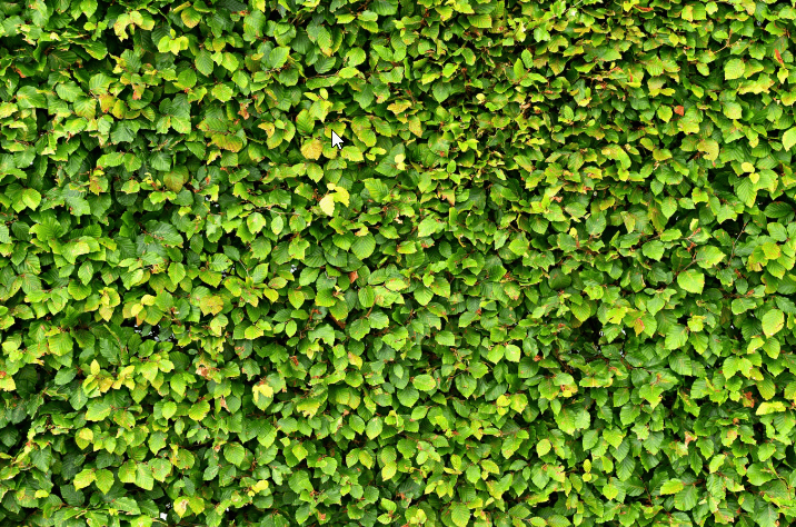 Why Are My Hedge Leaves Turning Yellow? 5 Drainage & Nutrient Fixes