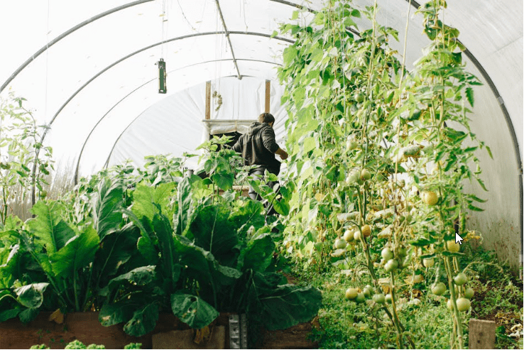 Why Professional Greenhouse Tech Stabilizes Indoor Lemon Root Zones