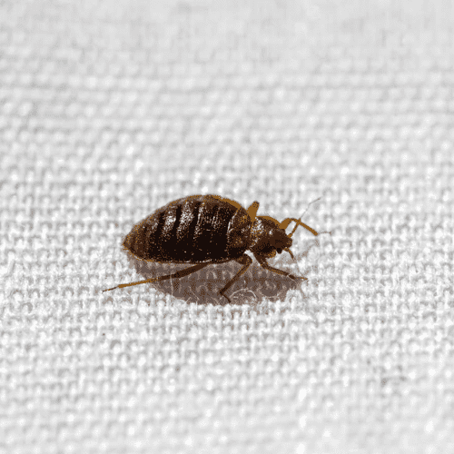 Male bed bugs pierce the female's abdomen during mating