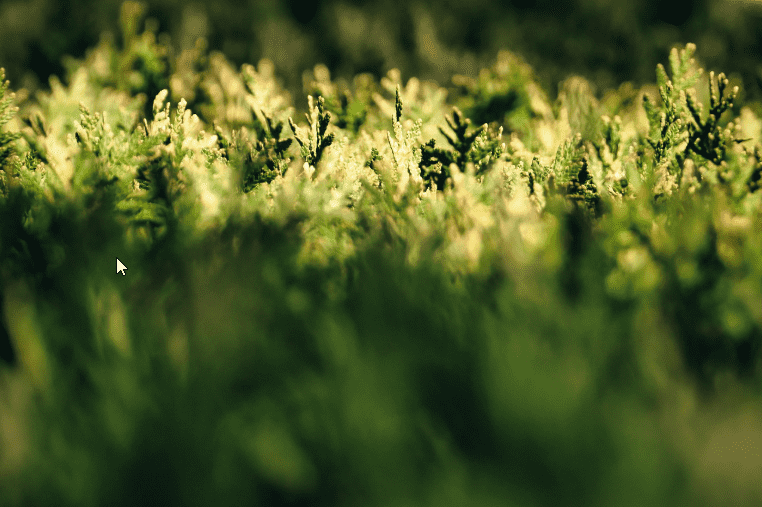 Why Controlled-Release Beats Slow-Release for Hedges: Temperature Sync