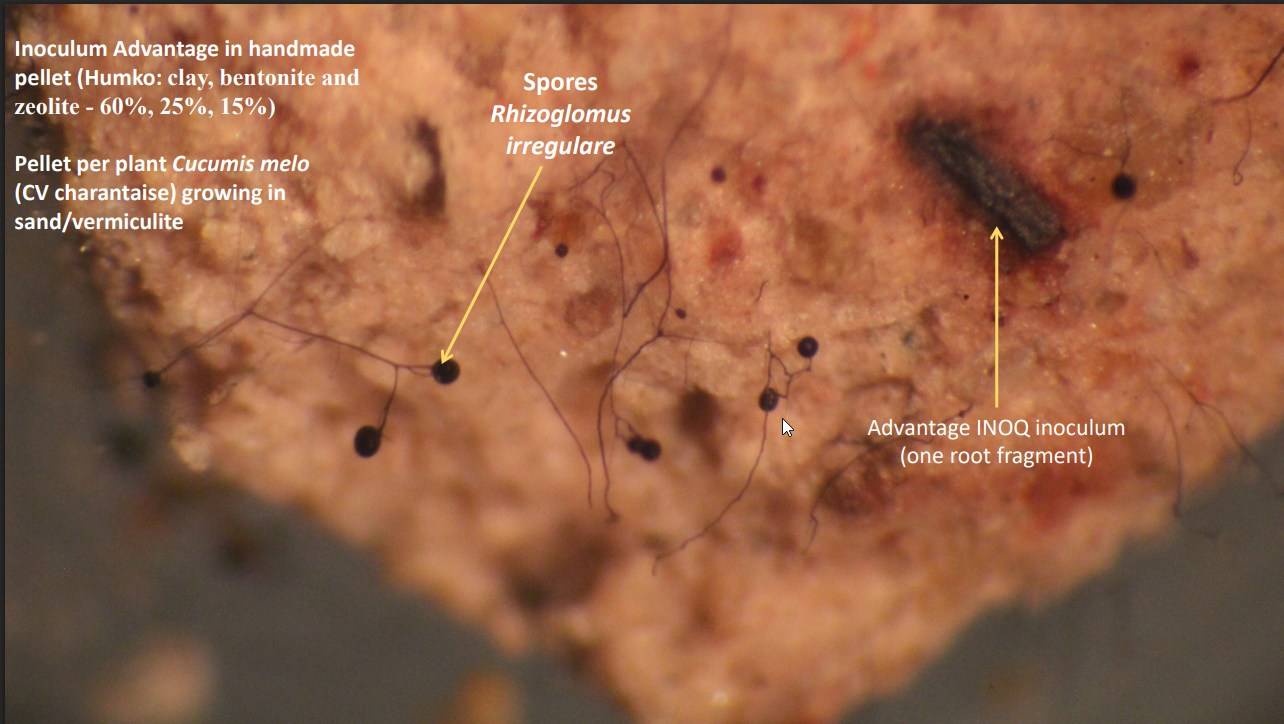 Plant Success vs Espoma vs HUMKO: Propagule Density Comparison