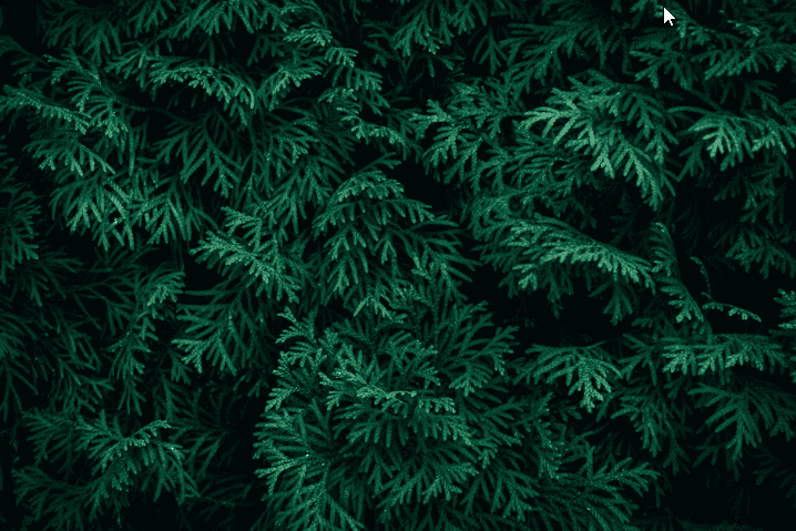 Clay vs Sandy Soil Amendments for Privacy Hedges: Which Do You Need?