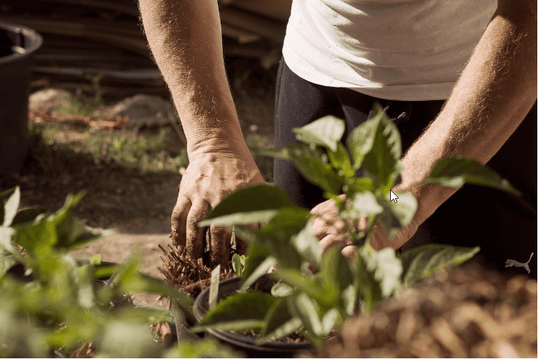 Top 3 Soil Improvers for Sandy Soils: Mineral Skeleton Plus Biochar