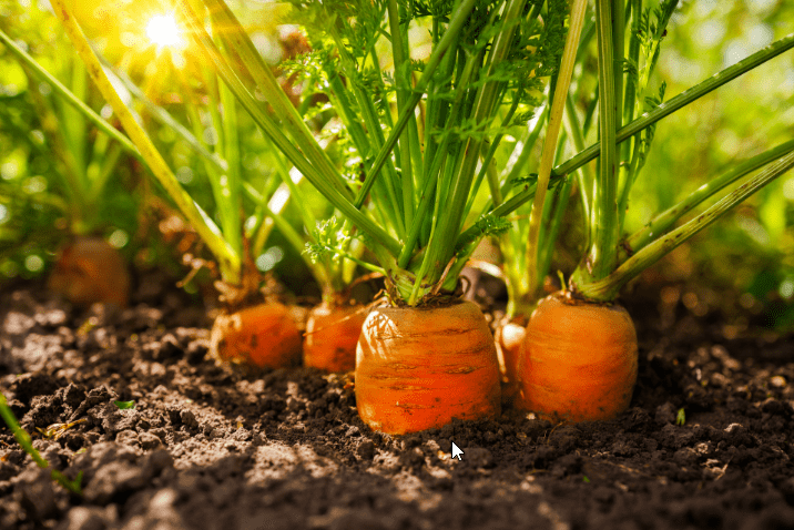 Jobe's vs Scotts: Microbial vs Polymer-Coated Release Mechanisms