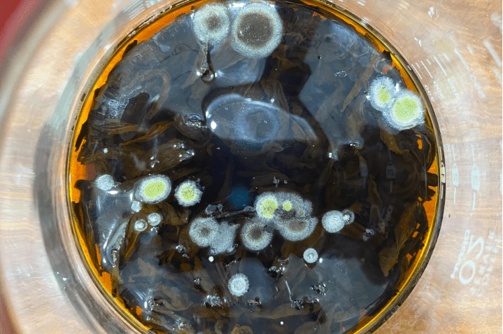 Mycorrhizal Fungi: 7x Root Mass Through Hyphal Extension Networks