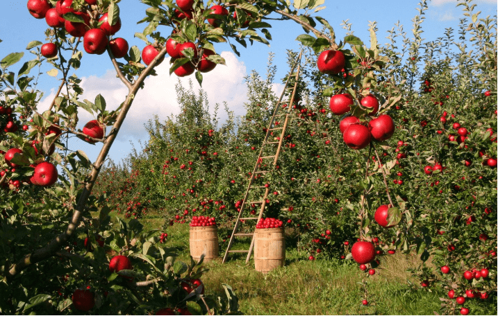 Polymer-Coated Fertilizer: 6-12 Month Release for 2026 Orchards