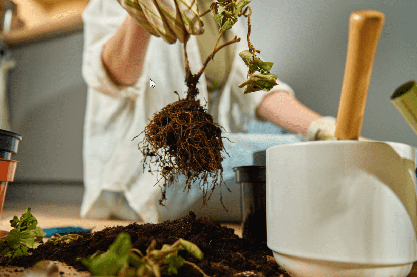 When to Water Before Repotting: Prevent Root Shock