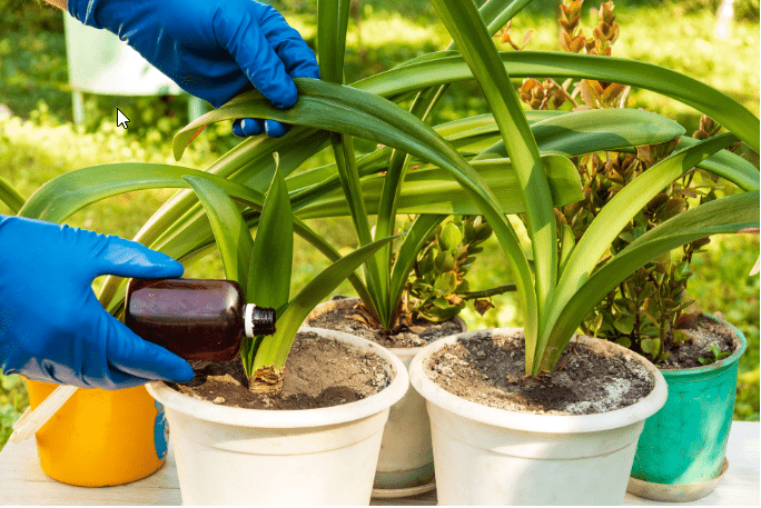 Houseplant Fertilizer Schedule: Weekly Half-Strength Liquid Feeding