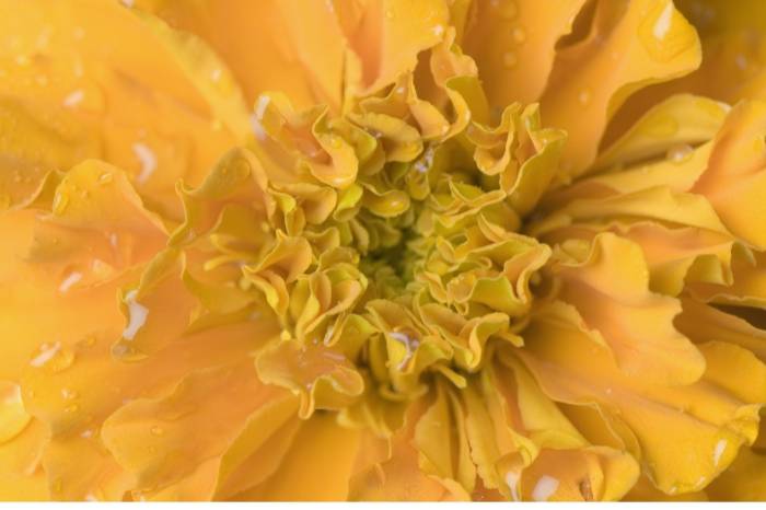 Useful Calendula Home Remedies You Should Try