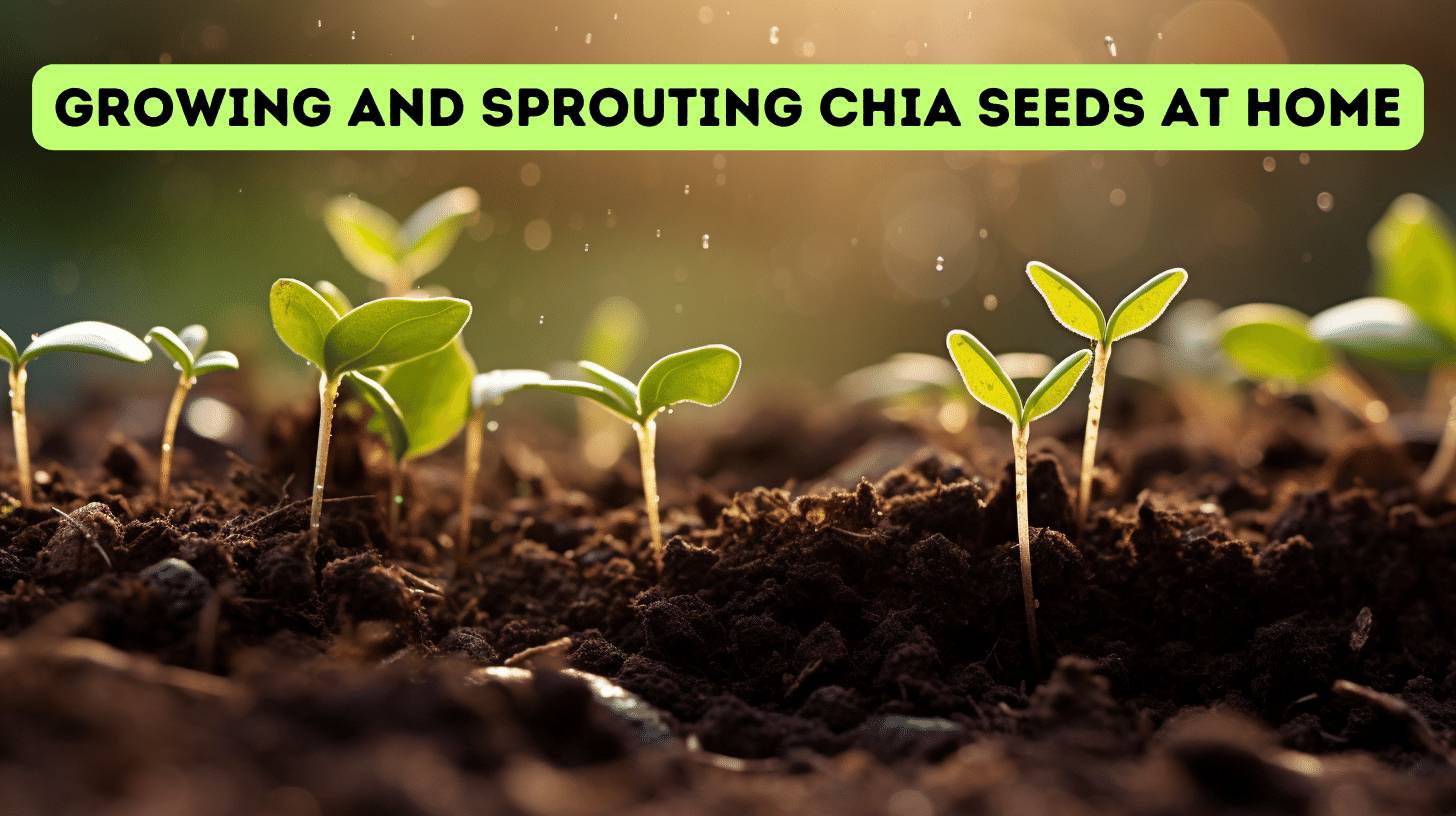 Unlock the Power of Sprouted Chia Seeds A Nutritional Guide