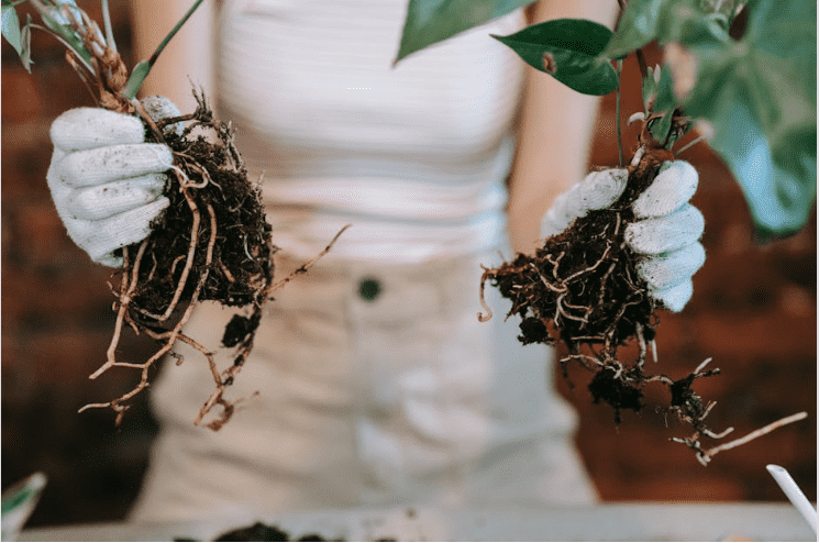 Mykos vs Myco vs Madness: Single-Species or Multi-Species Performance?