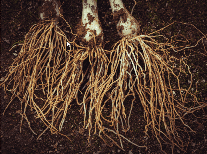 Top 5 Mycorrhizal Inoculants: EU Propagule Count Specifications