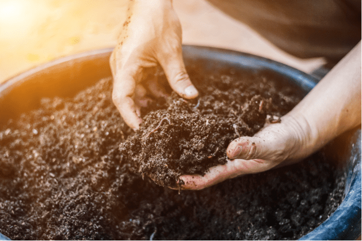 Why Vermicompost Outperforms: Microbial Richness Differences Explained