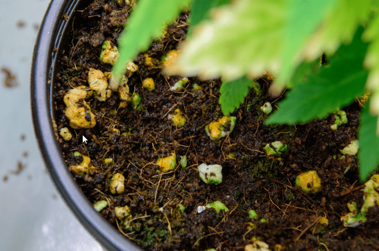 Miracle-Gro vs TerraSorb: Water Retention Comparison for Gardens