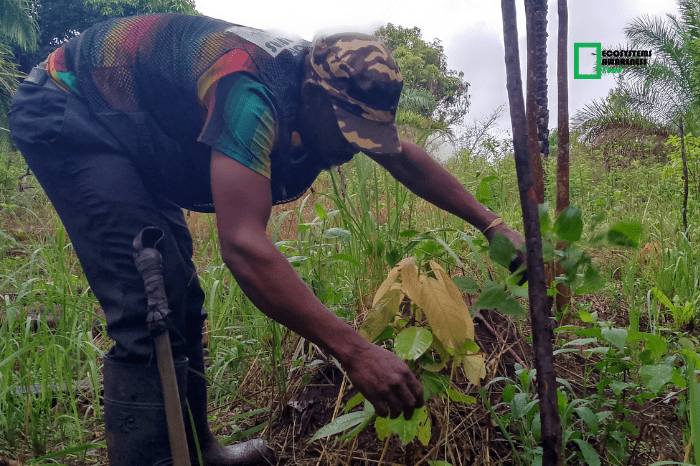 Cultivating Change: Agroecology as a Path to Sustainable Cocoa Production in Cameroon